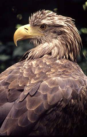 Haliaeetus albicilla
© Chris Martin Bahr / WWF
© Chris Martin Bahr / WWF