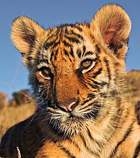 Tiger
© WWF
© WWF