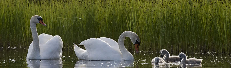 Kuğu
© Wild Wonders of Europe / Orsolyo Haarberg / WWF kuğu, swan
© Wild Wonders of Europe / Orsolyo Haarberg / WWF