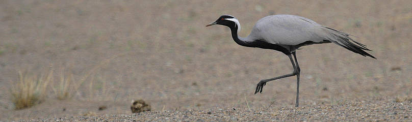 Telli Turna
© Frans Schepers / WWF-Hollanda turna, telli turna, demoiselle crane, crane
© Frans Schepers / WWF-Hollanda