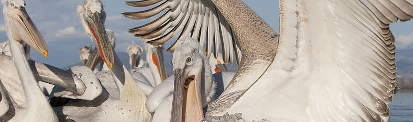 Pelicanus crispus
© Wild Wonders of Europe / Jari Peltomaeki / WWF pelikan, pelican, pelicanus crispus, dalmatian pelican
© Wild Wonders of Europe / Jari Peltomaeki / WWF