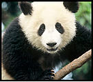 Panda Sevgililer Gunu
© WWF-Turkiye
© WWF-Turkiye