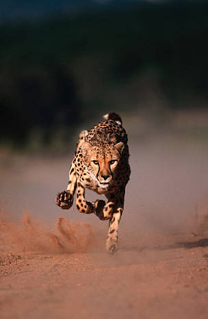 Run
© © David Lawson – WWF
© © David Lawson – WWF