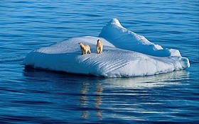 Buz kütlesi üzerindeki kutup ayıları,Arktik Okyanusu,Kanada
© Paul Nicklen/National Geographic Stock / WWF-Canada
© Paul Nicklen/National Geographic Stock / WWF-Canada